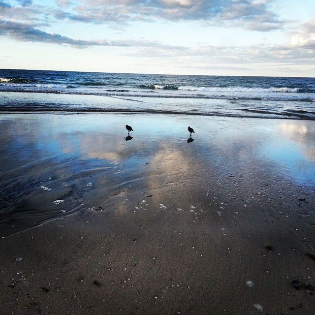 sea, water, beach, bird, horizon over water, sky, animal themes, shore, animals in the wild, tranquil scene, tranquility, scenics, beauty in nature, wildlife, cloud - sky, nature, sand, idyllic, cloud, cloudy