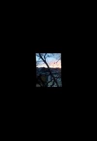 Bare trees seen through window