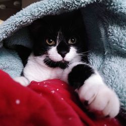 Close-up portrait of kitten