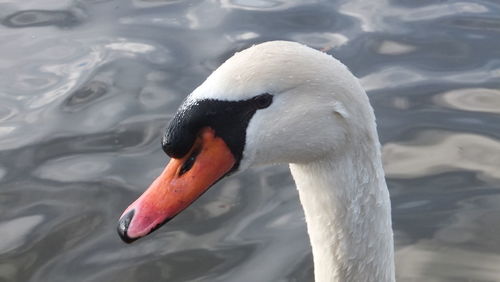 Close-up side view of a swan against water