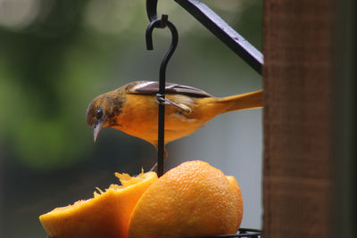 Close-up of bird perching on plant