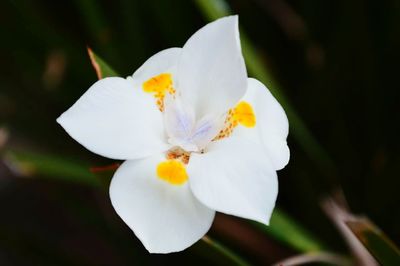 Close-up of white flower