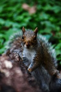 Close-up portrait of squirrel on tree