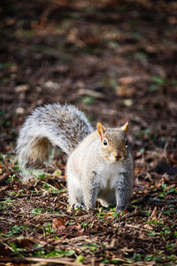 Squirrel on field in forest