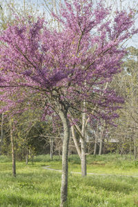 Pink cherry blossom tree on field