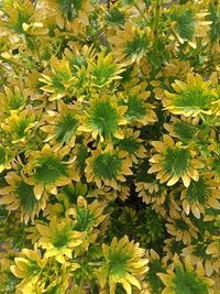 High angle view of flowering plant