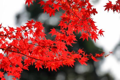 Close-up of red maple tree