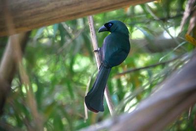 bird