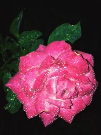 Close-up of wet pink rose blooming against black background