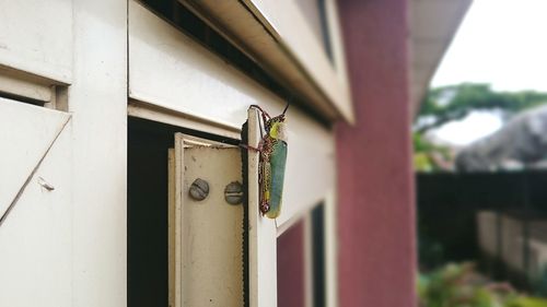 Grasshopper on window