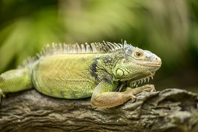 Close-up of a lizard