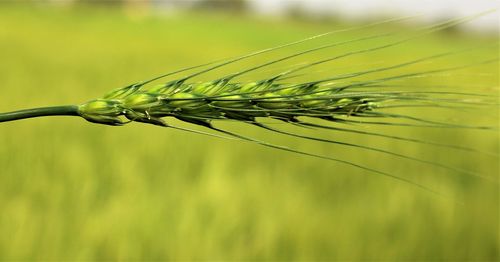 Close-up of crop growing on field