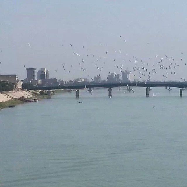 water, architecture, built structure, waterfront, sea, clear sky, copy space, building exterior, river, bird, connection, bridge - man made structure, nature, day, sky, outdoors, no people, reflection, tranquility, tranquil scene