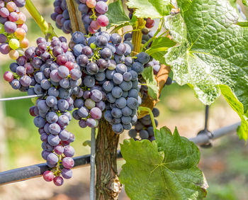 Close-up of grapes growing in vineyard