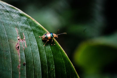 Close-up of ladybug on leaf