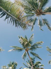 Low angle view of palm tree against blue sky