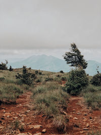 Trees on field against sky