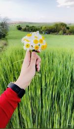 Hand holding yellow flower on field