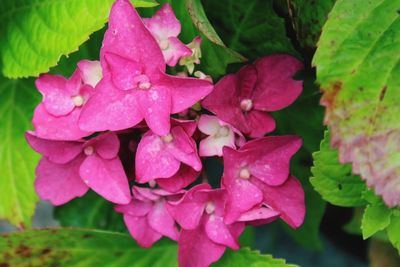 Close-up of pink flowers