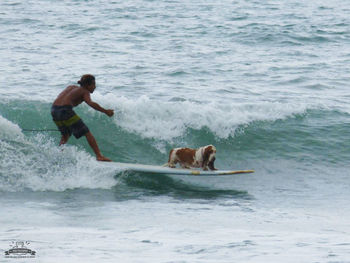 Side view of dog in sea