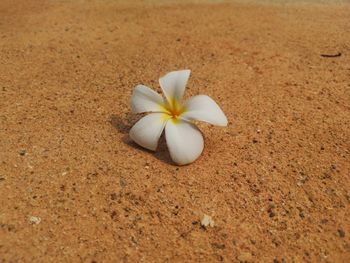 Close-up of white rose flower on land