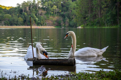 Swans swimming in lake