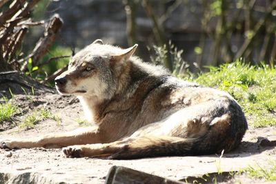Cat lying on the ground