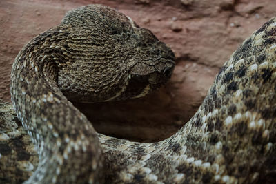 Close-up of turtle in zoo