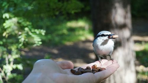 Bird perching on hand