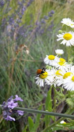 Close-up of bee pollinating flower