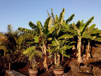 Plants growing on a tree