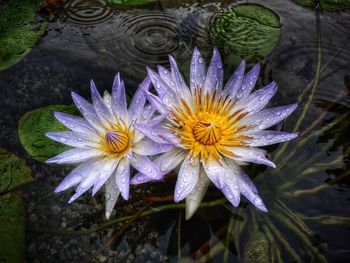 High angle view of wet flowers blooming outdoors