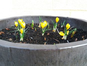 Close-up of yellow flowers