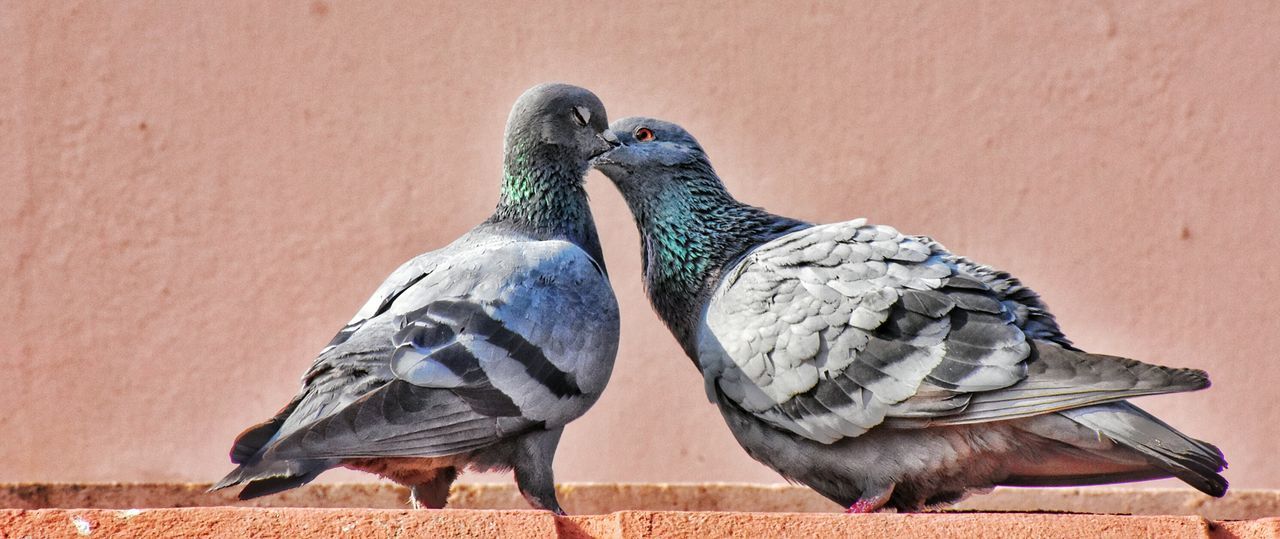 CLOSE-UP OF BIRDS PERCHING