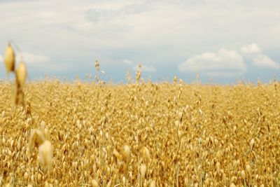 Wheat field against sky