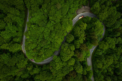 High angle view of road amidst trees in forest