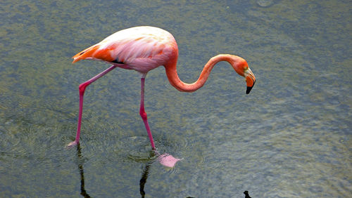 Galapagos greater flamingo in shallow water