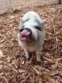 High angle view of pig standing on wood chips
