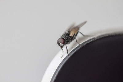 Close-up of housefly