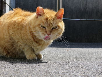 Portrait of cat sticking out tongue while sitting on footpath