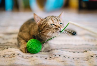 Close-up portrait of a cat playing with ball toy at home