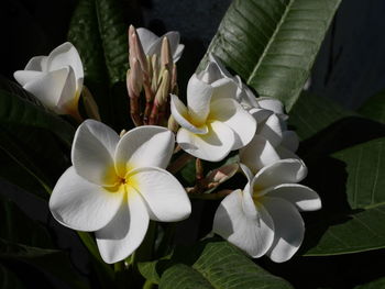 Close-up of white flowering plant