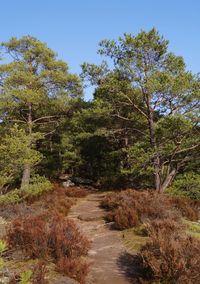 Footpath amidst trees in forest against sky