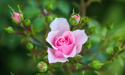 Close-up of pink rose