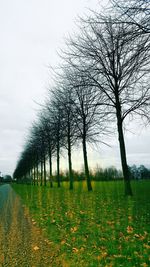 Bare trees on field against sky