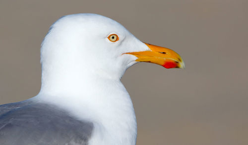 New england seagull