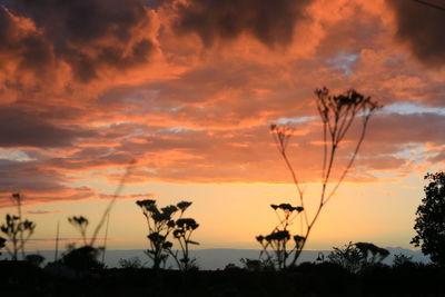 Silhouette plants against orange sky