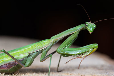 Mantis patiently posing at sunset and lurking. close up of insect in the nature