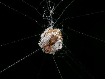 Close-up of spider on web against black background