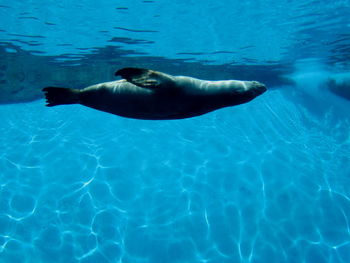 High angle view of turtle swimming in pool